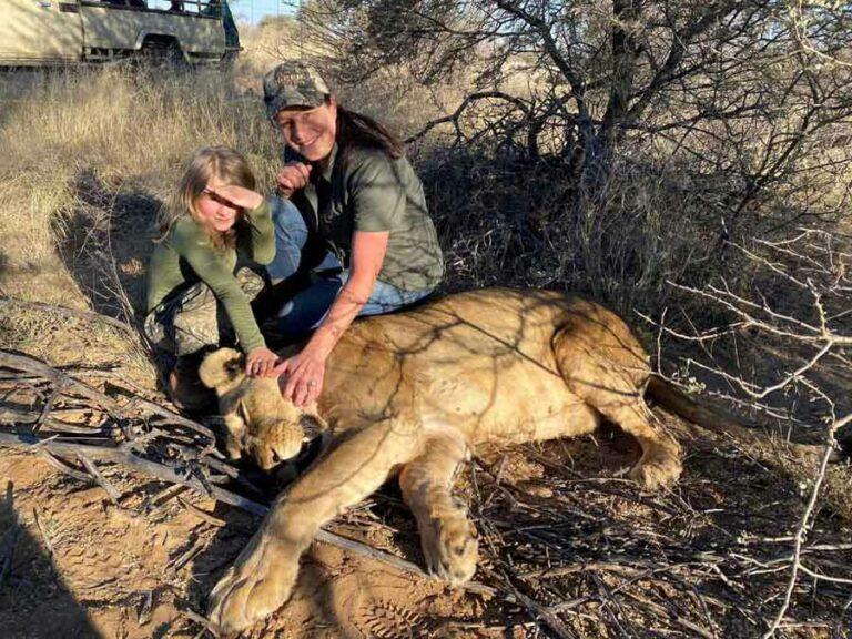 Lion Hunting in Arica