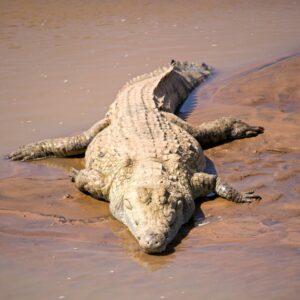 Crocodile lying on a river bank