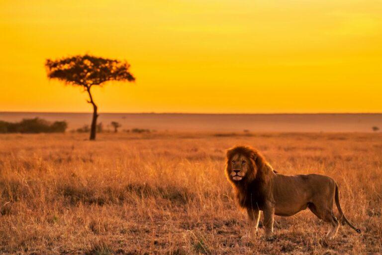 A lion standing with an African sunset behind it.