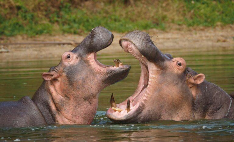 Two male Hippos in water fighting