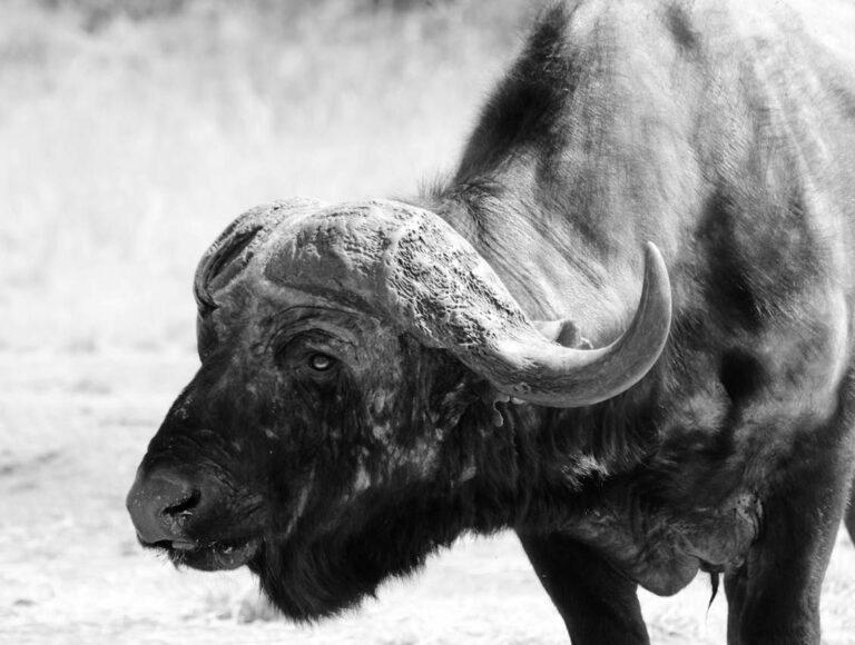 Close up of a Cape buffalo