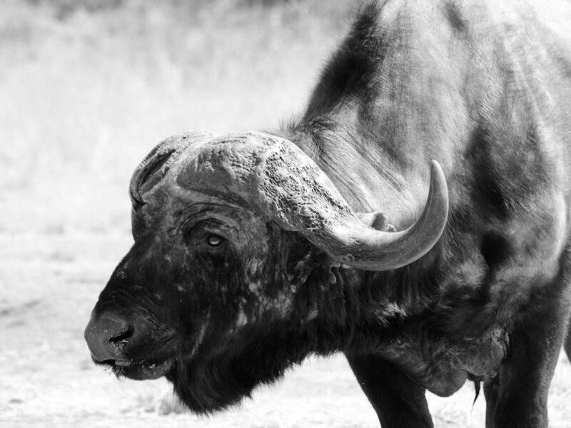 Close up of a Cape buffalo