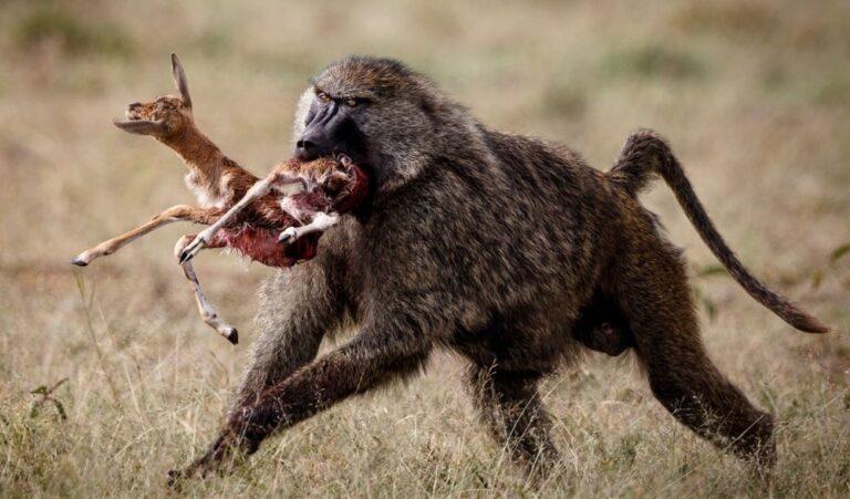 baboon running with a carcass of a young buck in its mouth