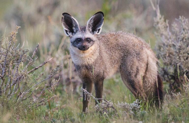 Bat Eared Fox by Yathin S Krishnappa