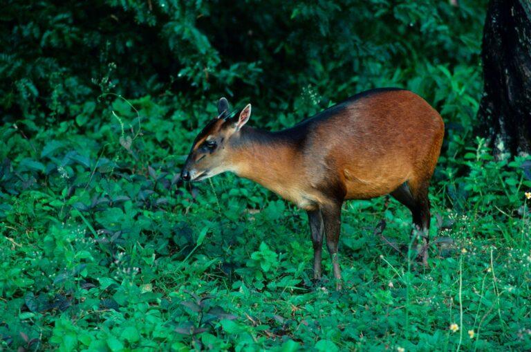 Bay Duiker