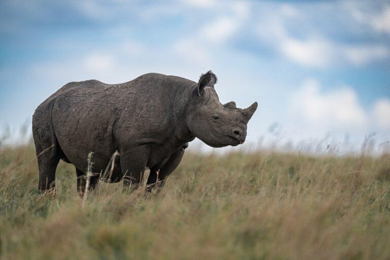 Black Rhino.