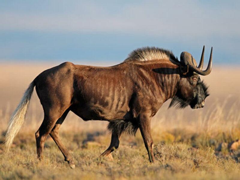 Wildebeest Side View