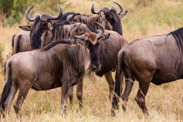 blue wildebeest