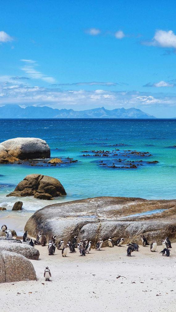 A penguin colony on Boulder's Beach
