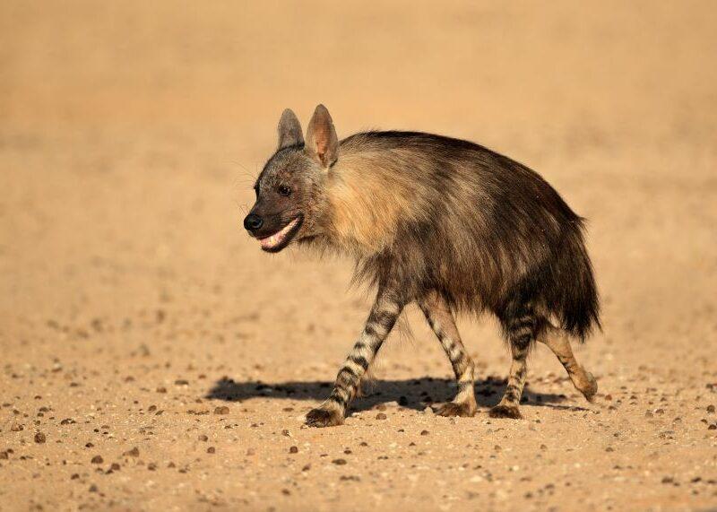 hyena hunting
