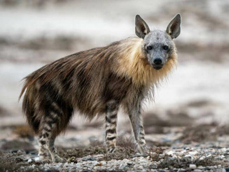 Brown Hyena Side View