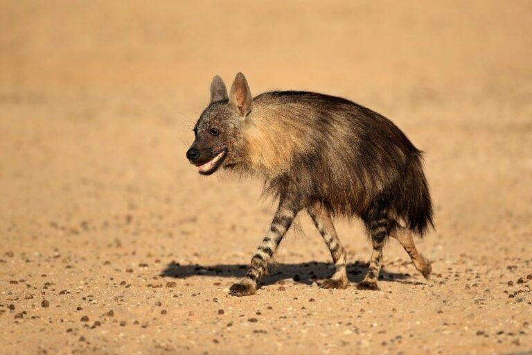 Brown hyena walking across the plain