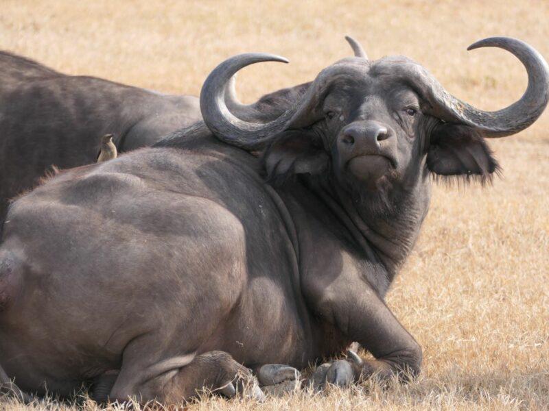 Front view of a buffalo lying down