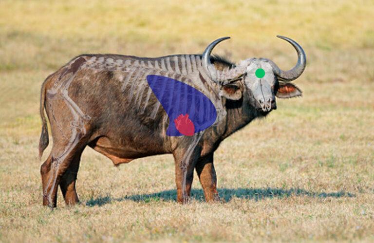 Buffalo Side View Shot Placement