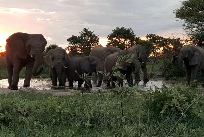 Bushmanland elephant at sunset