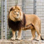 Side image of a male lion.