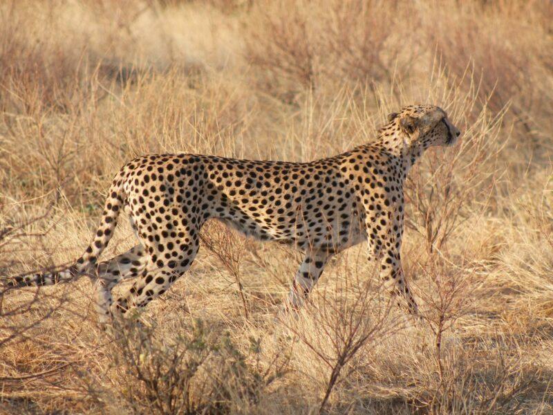 Cheetah walking through the veld