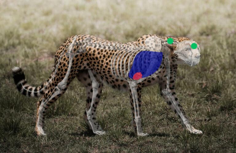 Shot Placement on Cheetah - Side View