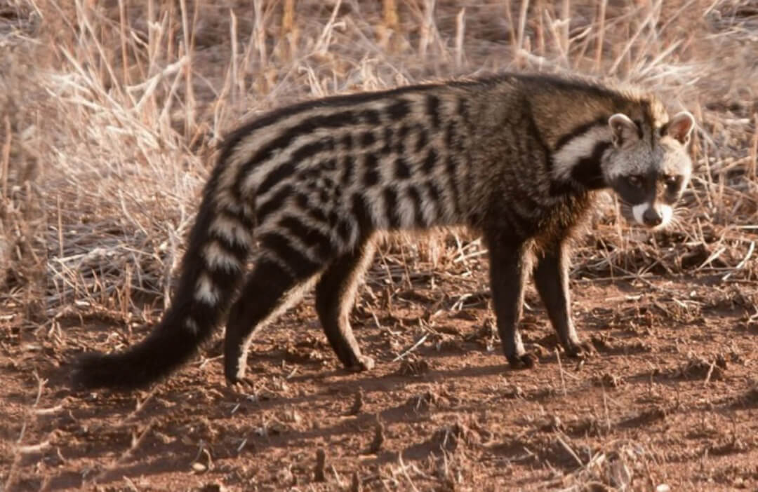 civet