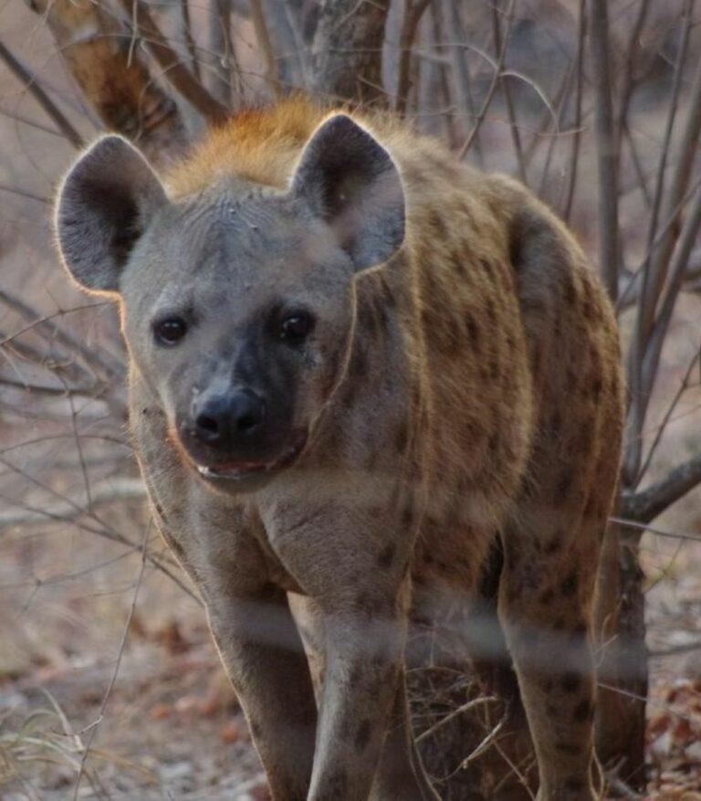 Close up of a spotted hyena