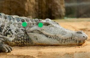 Crocodile Side View Shot Placement, Dangerous Game