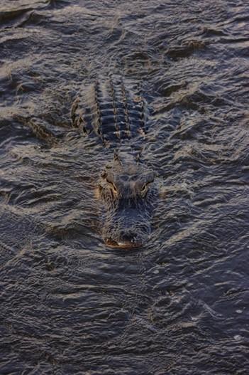 Crocodile in a body of water
