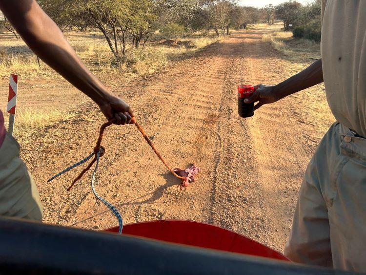 Baiting the area for a hyena, using cattle lungs and dropping a mixture of blood and water every few yards.