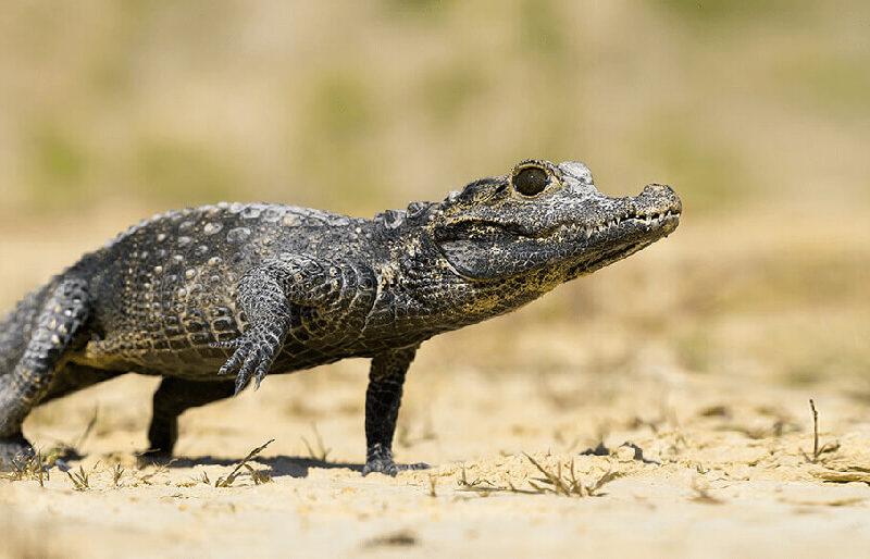 Dwarf crocodiles are native to tropical regions of sub-Saharan West Africa and Central Africa.