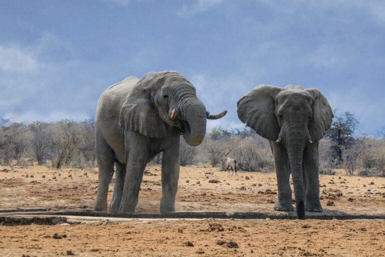Two elephants standing in front of a watering hole, drinking.