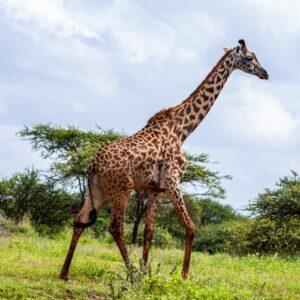 Giraffe side view in the wild