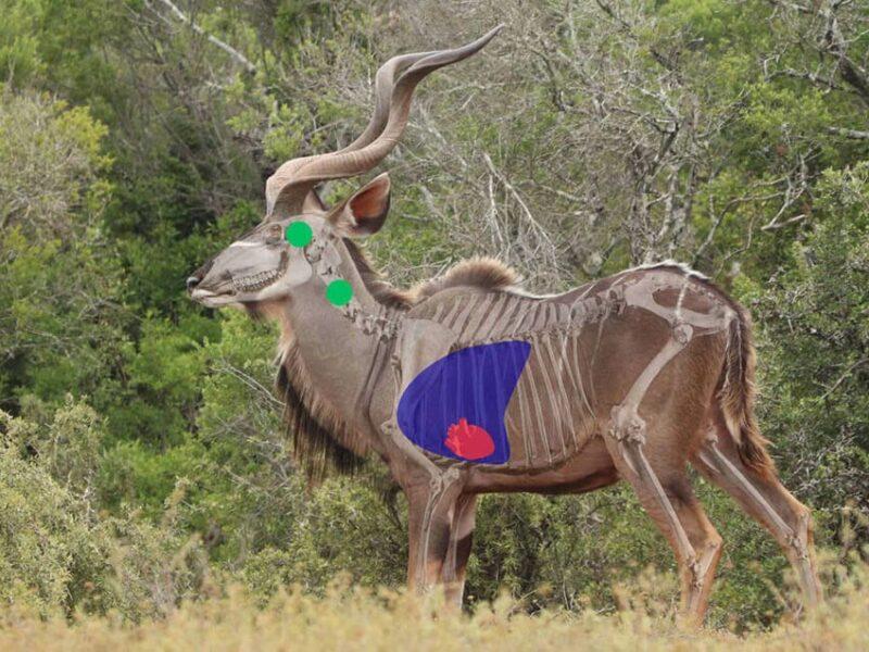 Greater Kudu Side View Shot Placement, Large Antelope