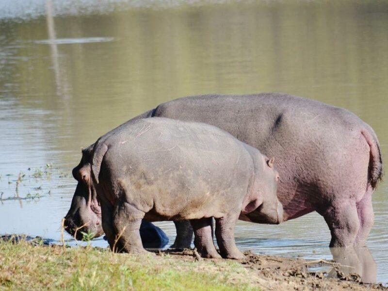 hippo cow and her calf