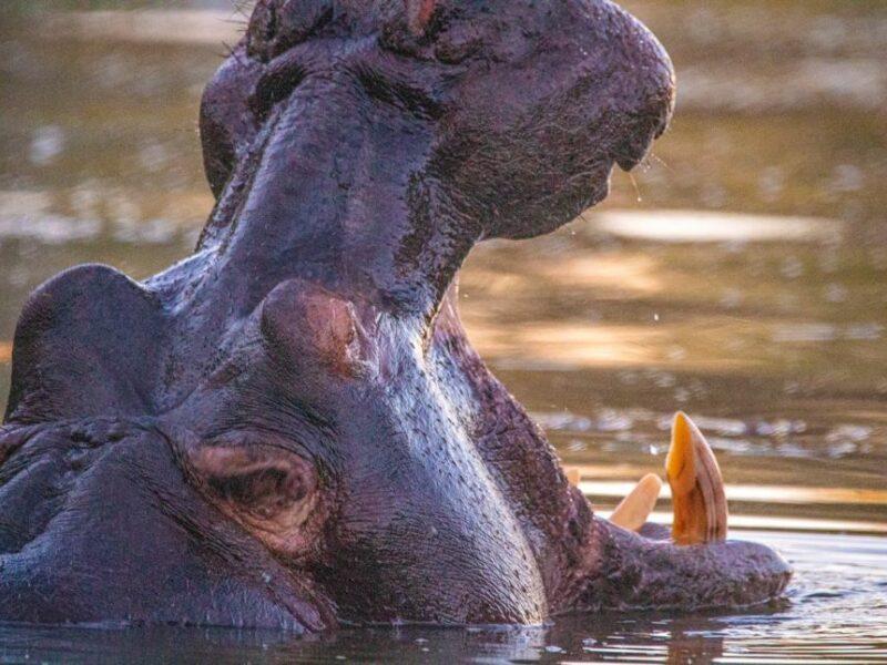 Hippo yawning