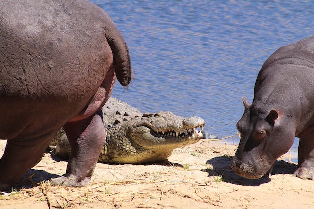 Image of two of the Dangerous 7, the crocodile and hippo sharing a common habitat
