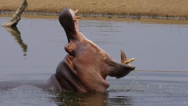 Hippo in the water showing off his massive tusks
