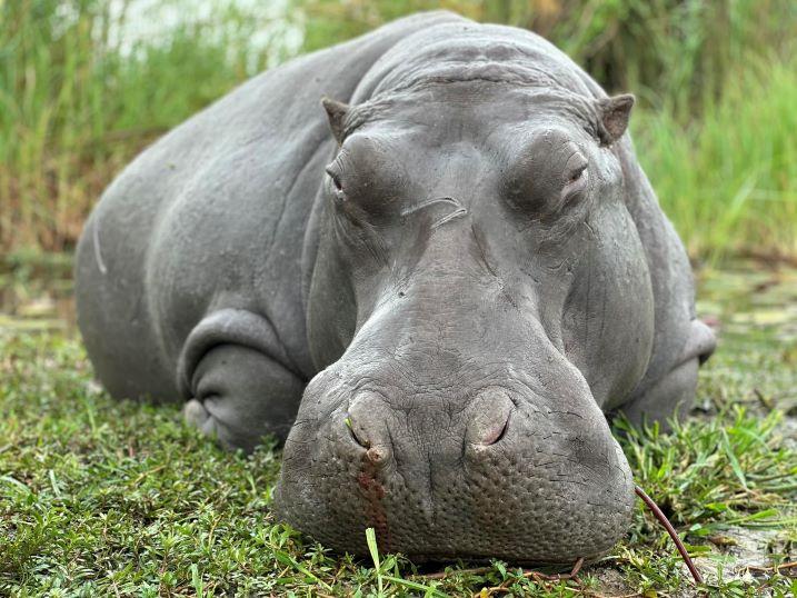 Front view of hippo after hunt