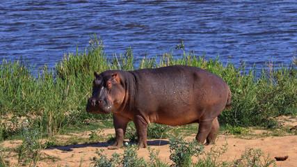 Image of a hippo standing on a river bank