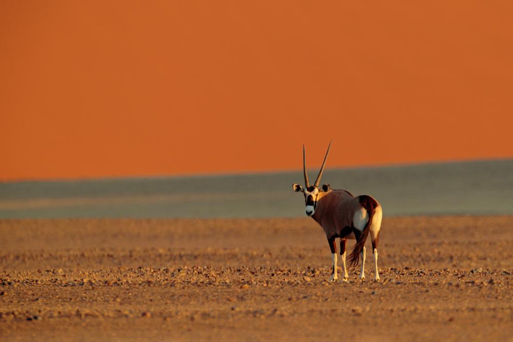 Hunting Gemsbok Oryx Antelope in Africa