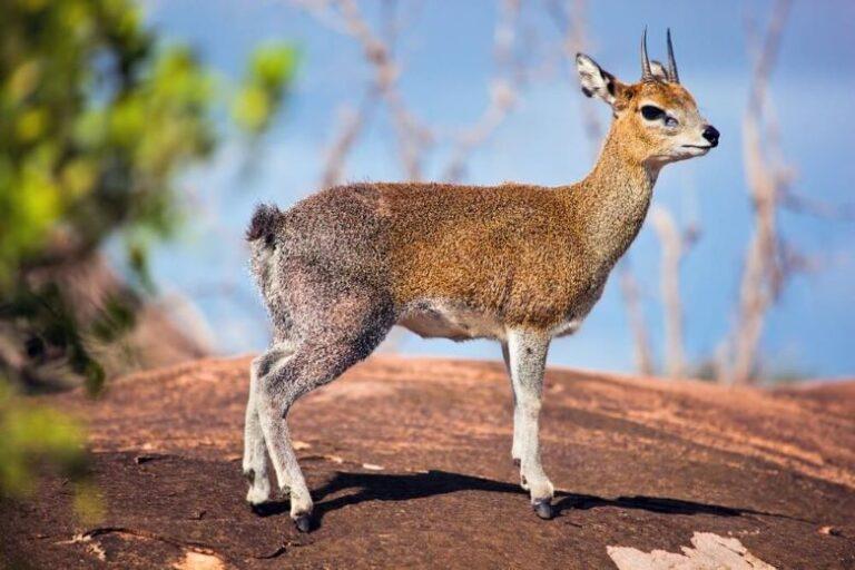 Hunting Small Antelope, Klipspringer
