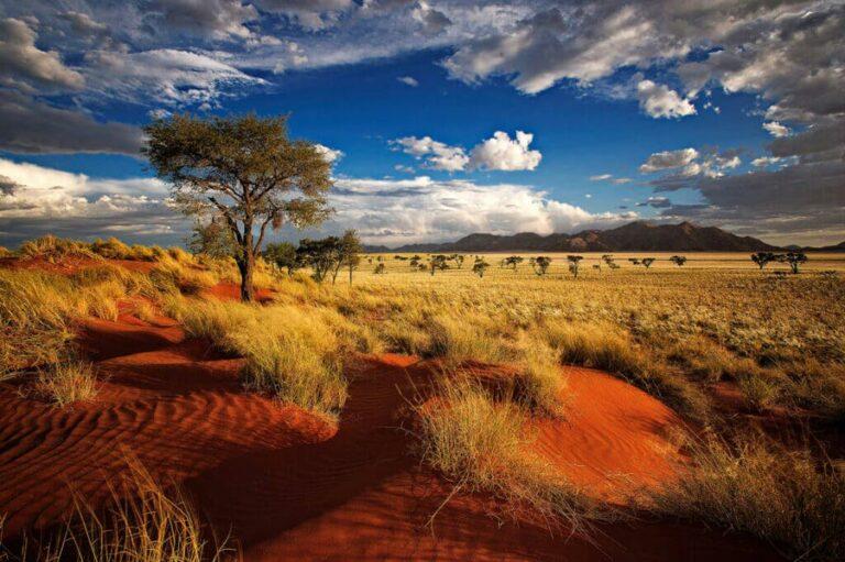 Hunting in Namibia - Tree on the Red Dunes in Namibia Landscape