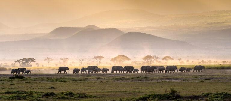Hunting in Tanzania - Serengeti Elephant Herd