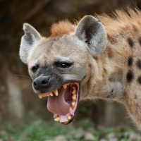 hyena with teeth showing