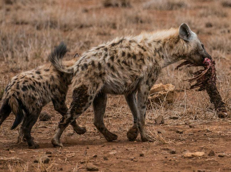 Adult hyena with young hyena dragging food