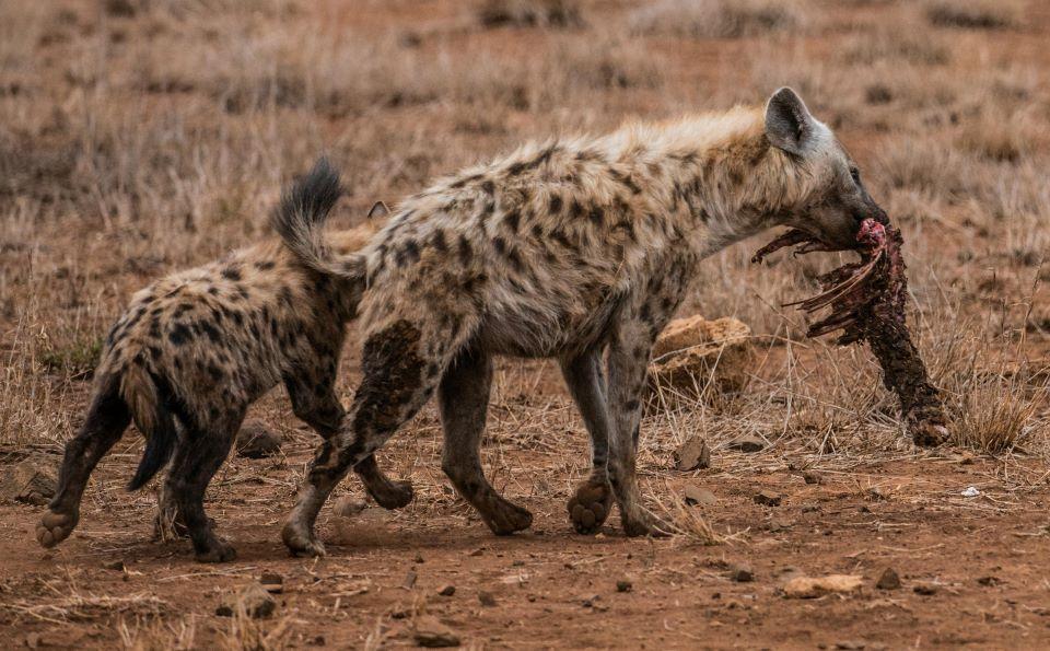 Hyena Hunting