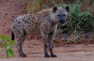 Hyena broadside standing in road