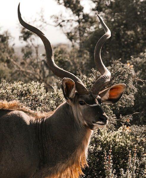 Male kudu with impressive horns