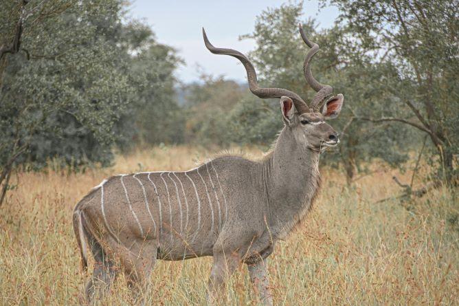 kudu in the veld