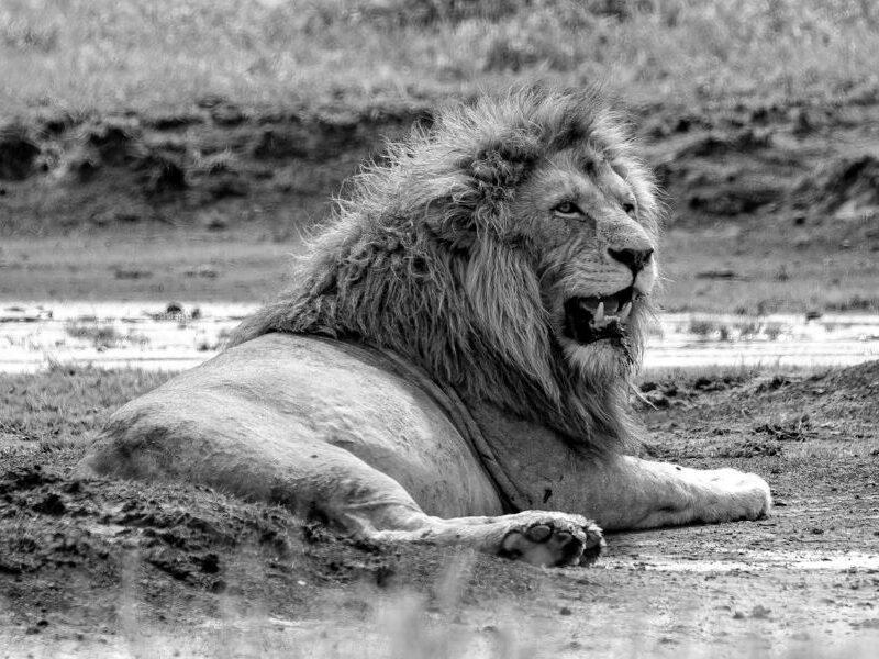 lion lying on the savanna