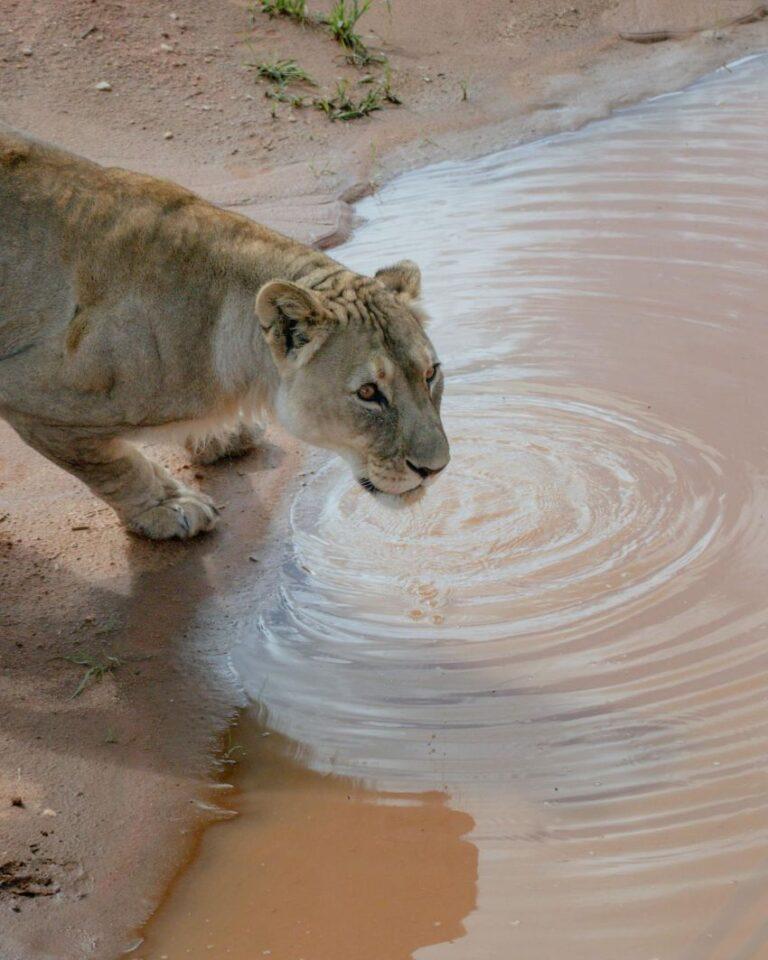 lioness drinking water