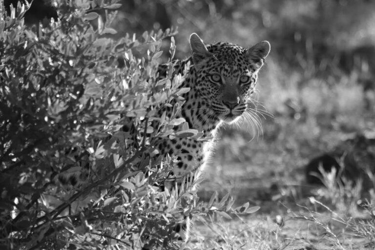Close up of a leopard peering out from behind a bush
